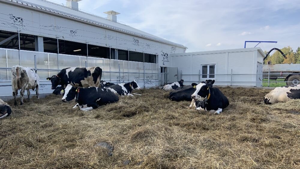 На протяжении веков навоз и помет использовались в качестве органических удобрений