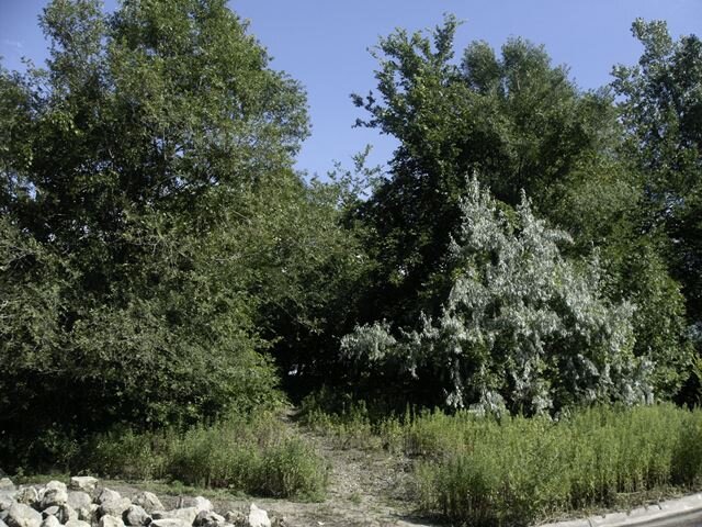 Лесное благоуханье