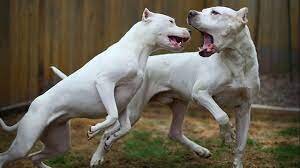 Гордые и агрессивные.