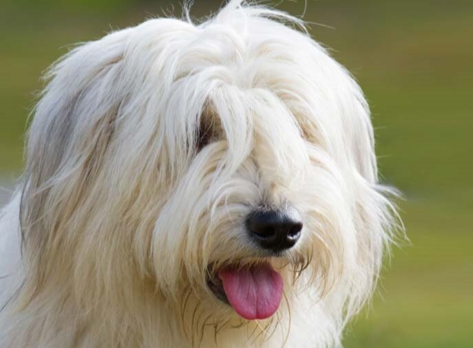 Южнорусская овчарка (Фото: https://www.dogbreedslist.info/all-dog-breeds/south-russian-ovcharka.html)