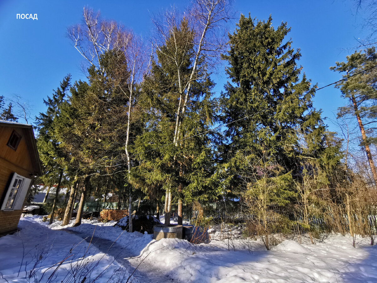 Собственно, на этой земле они росли и до того, как пришли странные люди и начали землю на участки делить… И давно всех переросли.