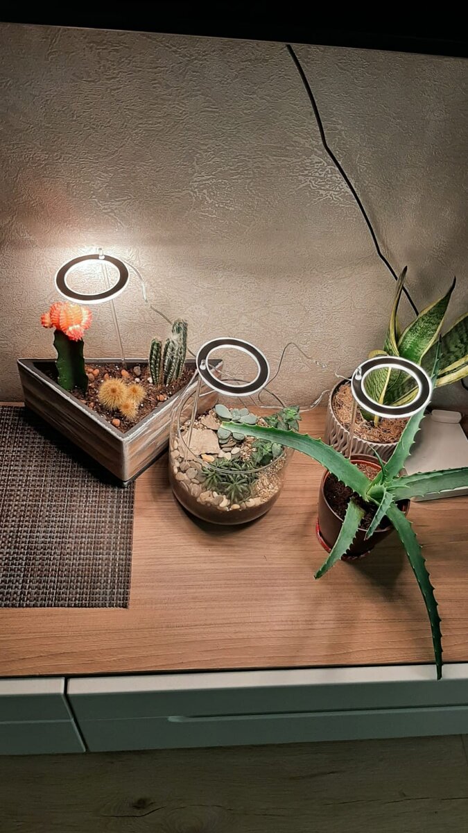 Лампы для суккулентных. Фото моей сестры.