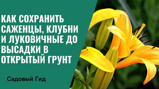 КАК СОХРАНИТЬ КУПЛЕННЫЕ САЖЕНЦЫ, КЛУБНИ И ЛУКОВИЧНЫЕ ДО ВЫСАДКИ В ОТКРЫТЫЙ ГРУНТ!