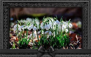 Да, подснежники бывают разные. И даже — не только цветы в лесу. На профессиональном сленге криминалистов, милиции и судмедэкспертов «подснежниками» называют трупы, оттаявшие весной из-под снега.