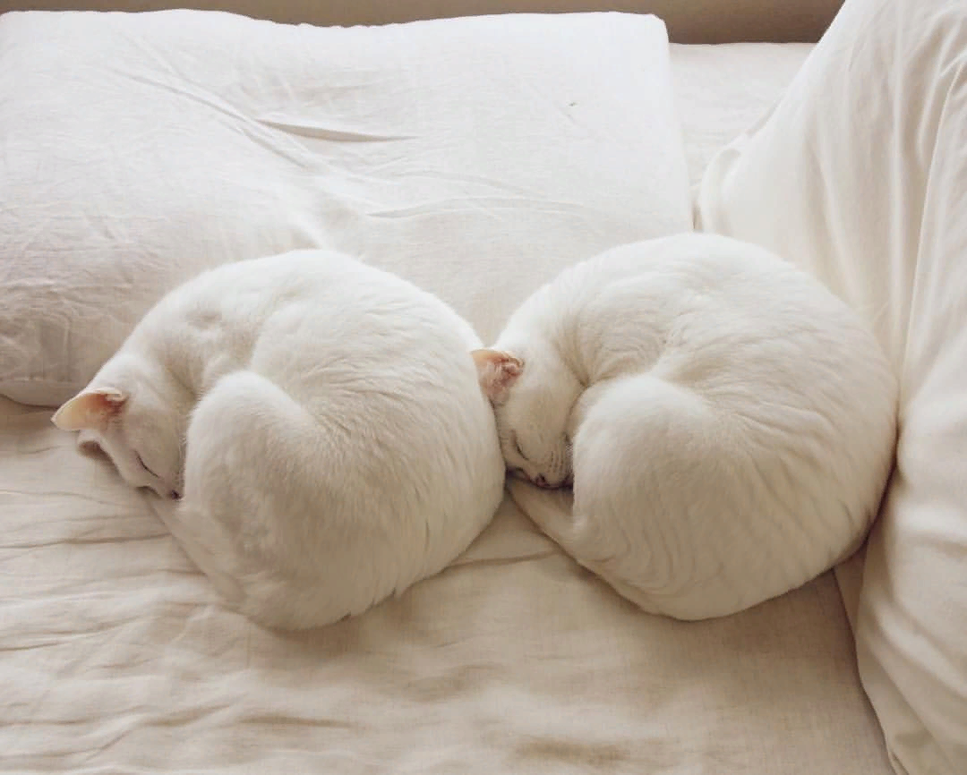 Почему животные спят клубком. Котенок свернулся клубочком. Спящий кот.