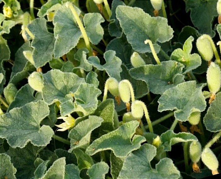 Настоящий Бешеный огурец