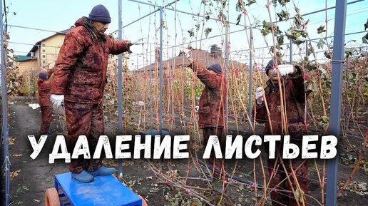 Подготовка кустов винограда к обрезке - удаление листьев🍁