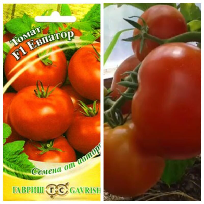 Евпатор помидоры семена. Томат Евпатор фото. Евпатор томат описание. Тооммаат еввпатор.