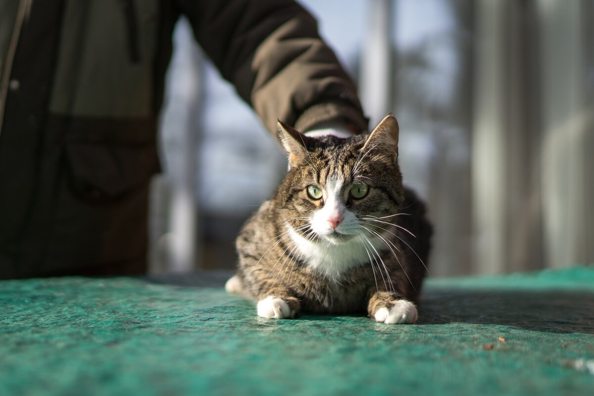 Фото: Александр Плонский / «ВиЖ»