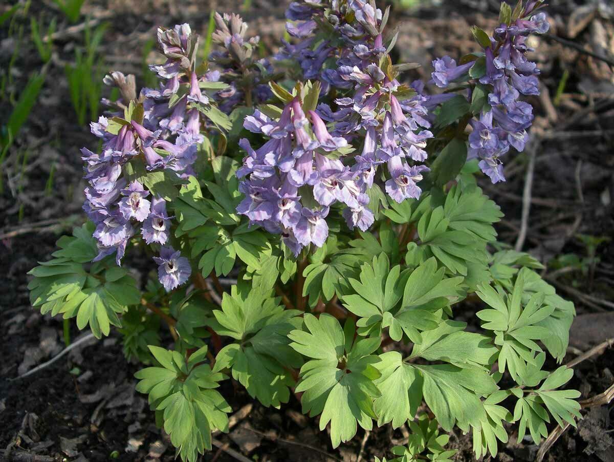 Если считаете, что траву Хохлатки можно есть, но только до цветения, листайте фотографию в сторону, проверьте свой ответ.