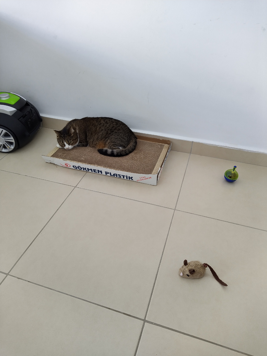 И даже наличие древнего кошачьего врага - пылесоса под носом её не смущало. Все фото в статье мои.