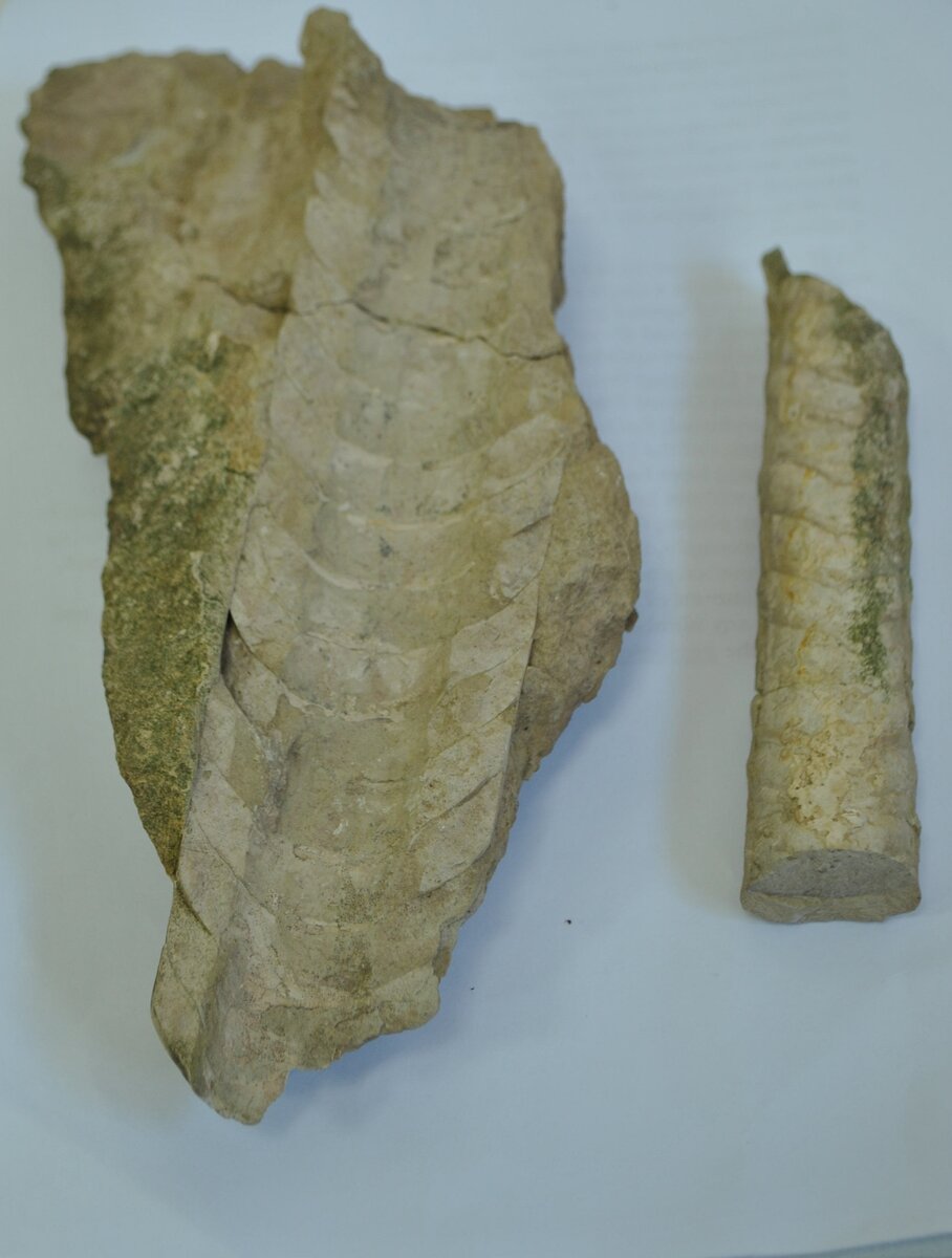 Endoceras