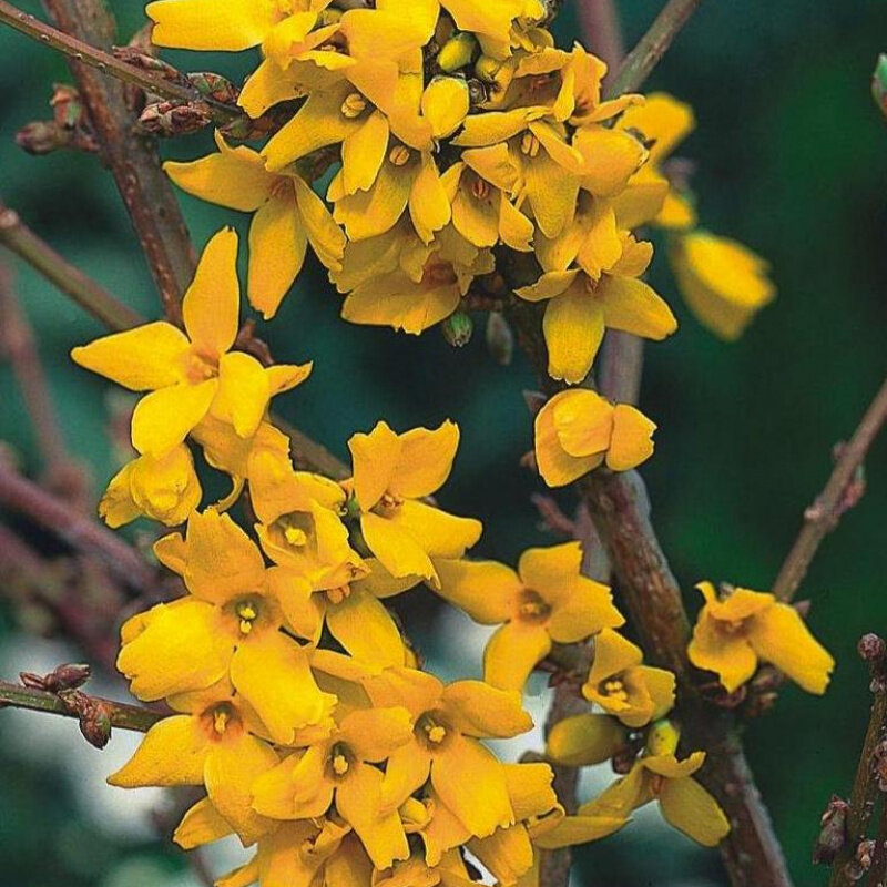 Форзиция промежуточная (Forsythia Intermedia Lynwood c2