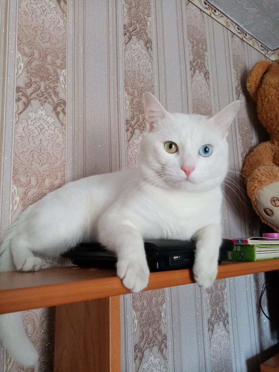 Здравствуйте, я белоснежный кот с разными глазами. Меня зовут Ричард. Я живу с тремя девчонками: мамой и двумя её дочками. Они меня обожают, ну и я их тоже. Правда, я стараюсь этого не показывать, а то разбалую. Здесь я буду рассказывать и показывать, как мне живётся. Надеюсь, вам будет интересно. 