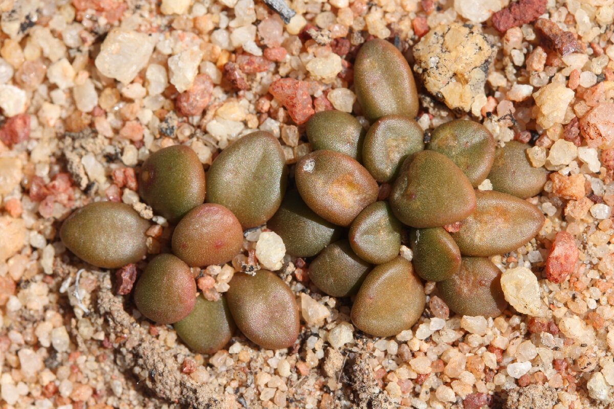 Anacampseros comptonii