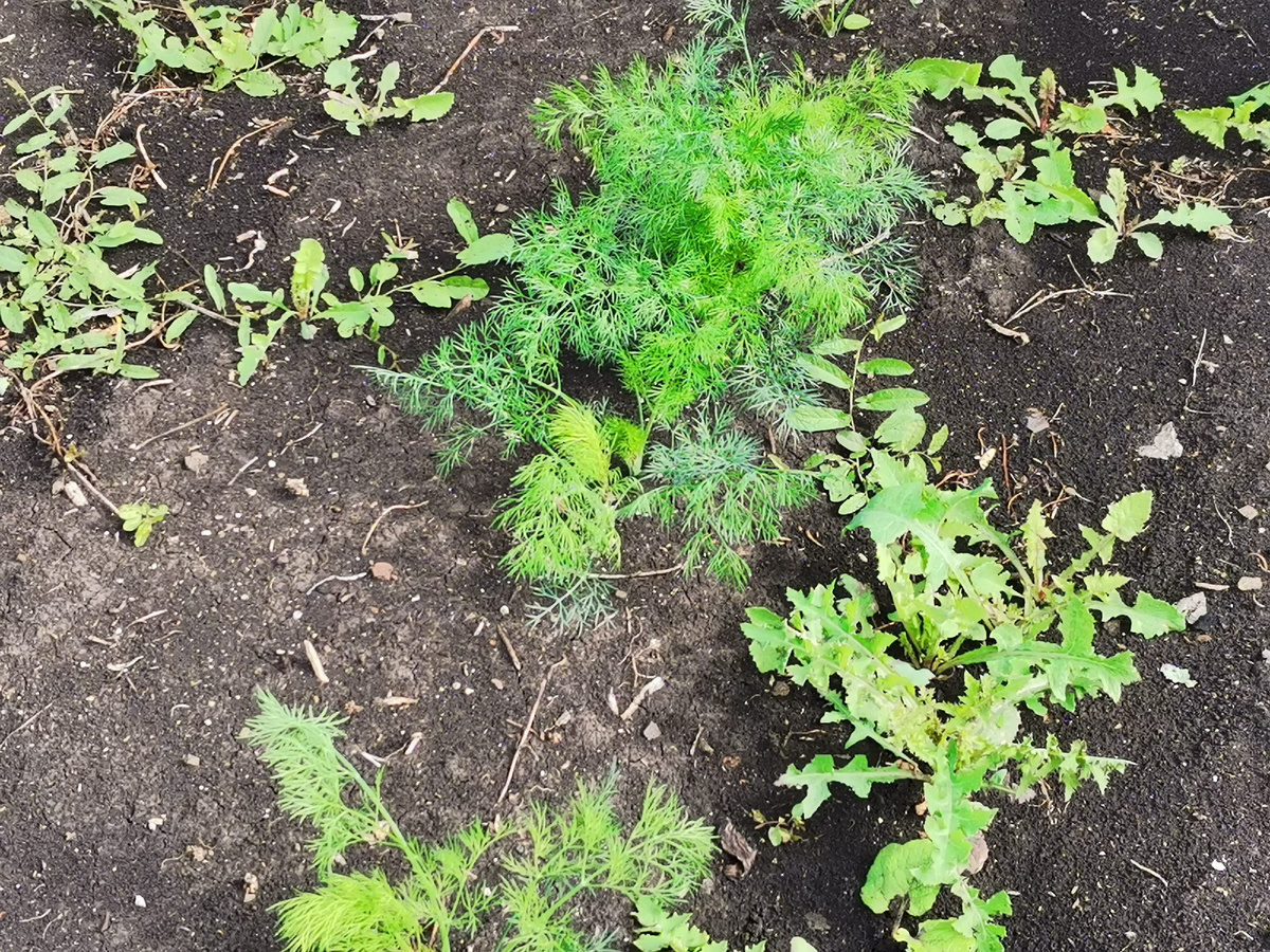 Редкие всходы укропа. 