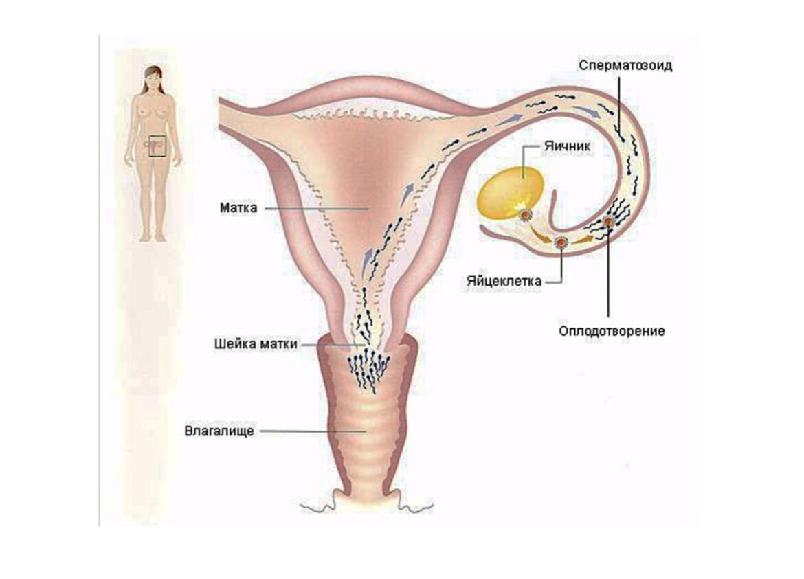 Схема, как происходит самостоятельное зачатие 