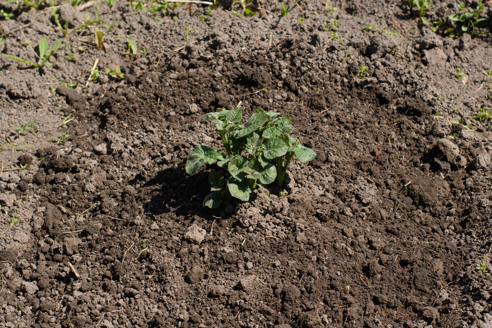 Пошаговая инструкция: как вырастить картофель из семян в домашних условиях  | Азбука огородника | Дзен