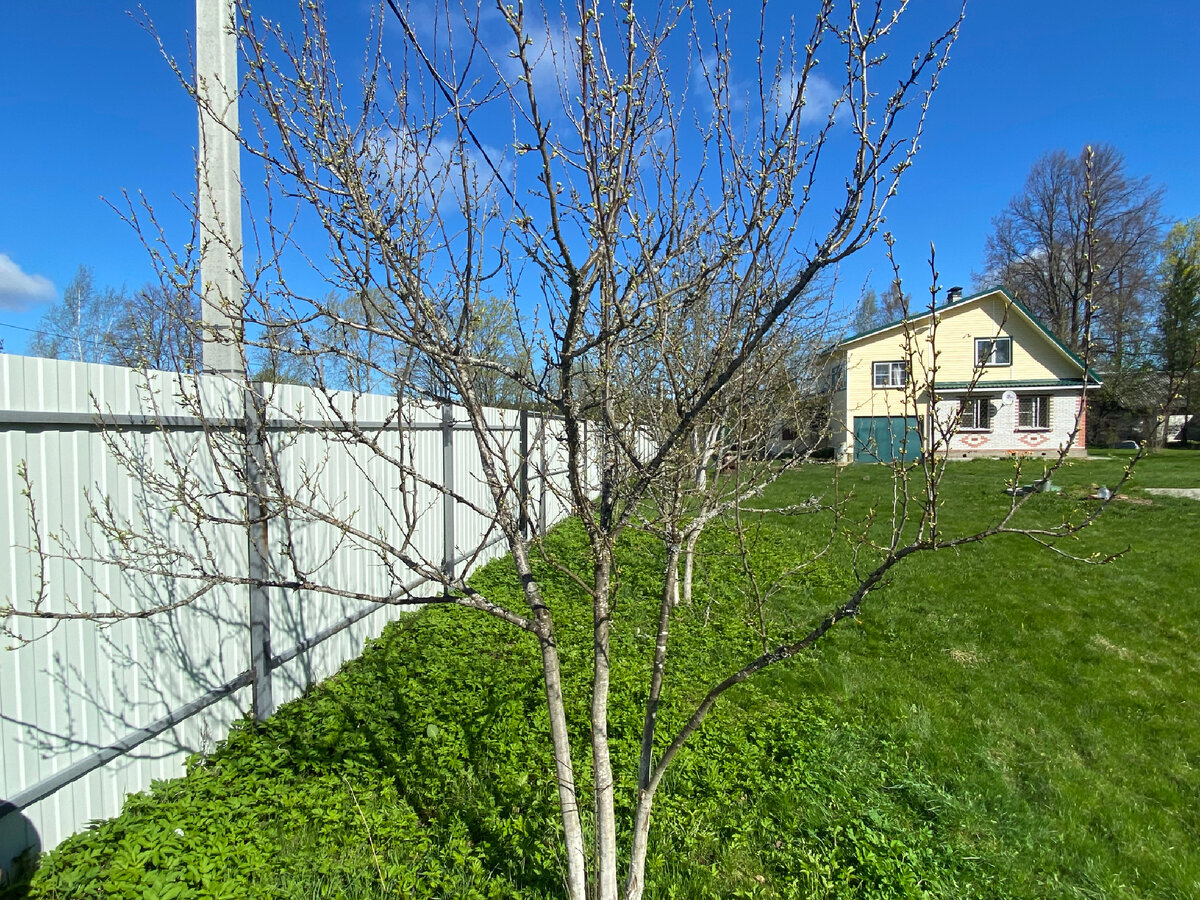 Тщательный осмотр дерева и обнаружение мест скопления лишайника