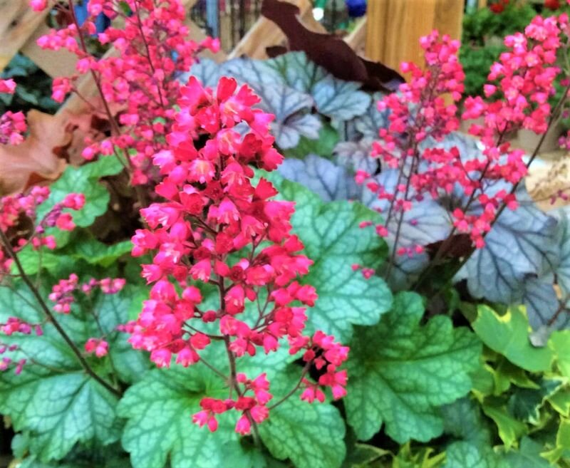  Сорт Splendens. Фото с сайта: https://goo.su/vG5y