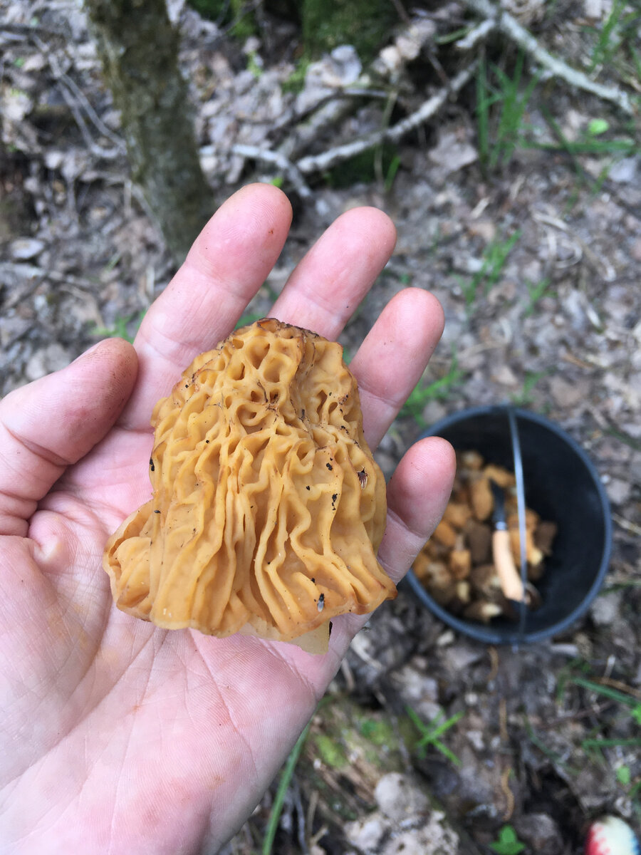 Сморчковая шапочка/Verpa bohemica