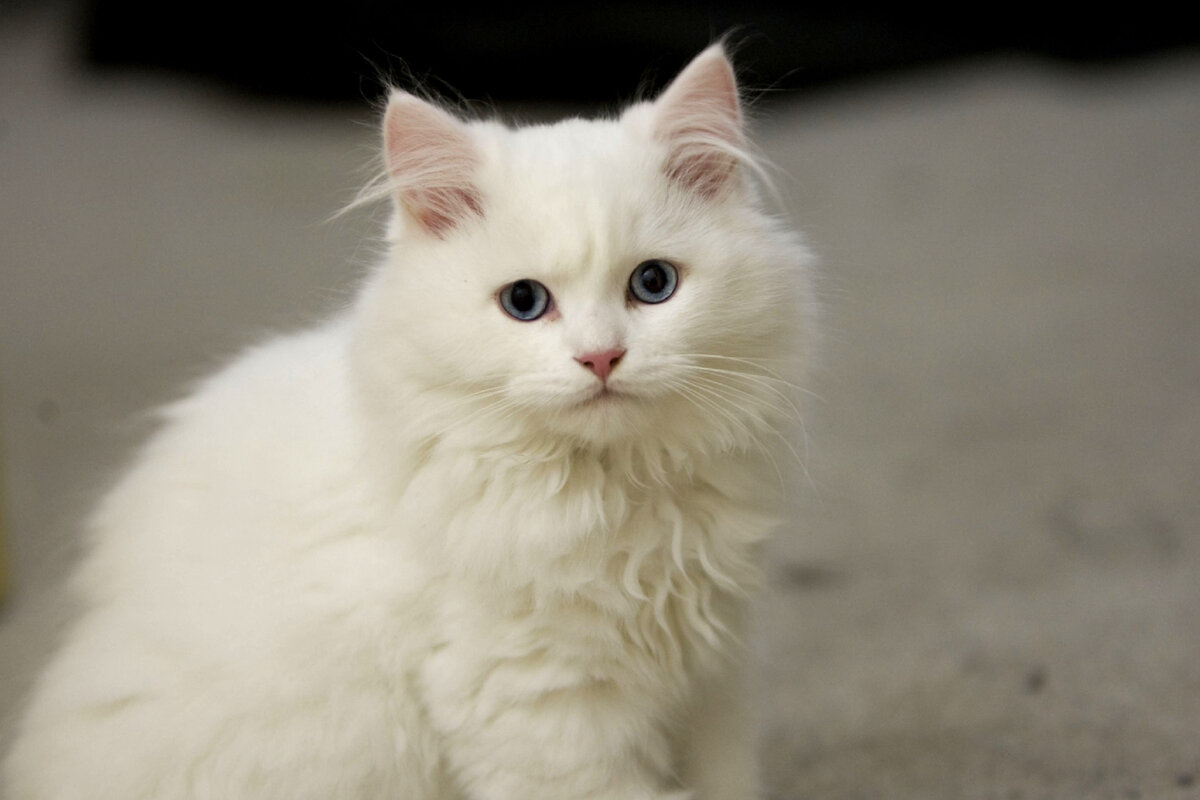 Фото из поисковой системы Яндекс