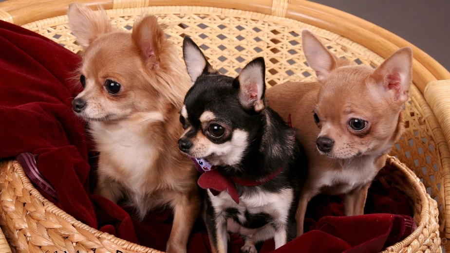 собака чихуахуа Фото Pinterest