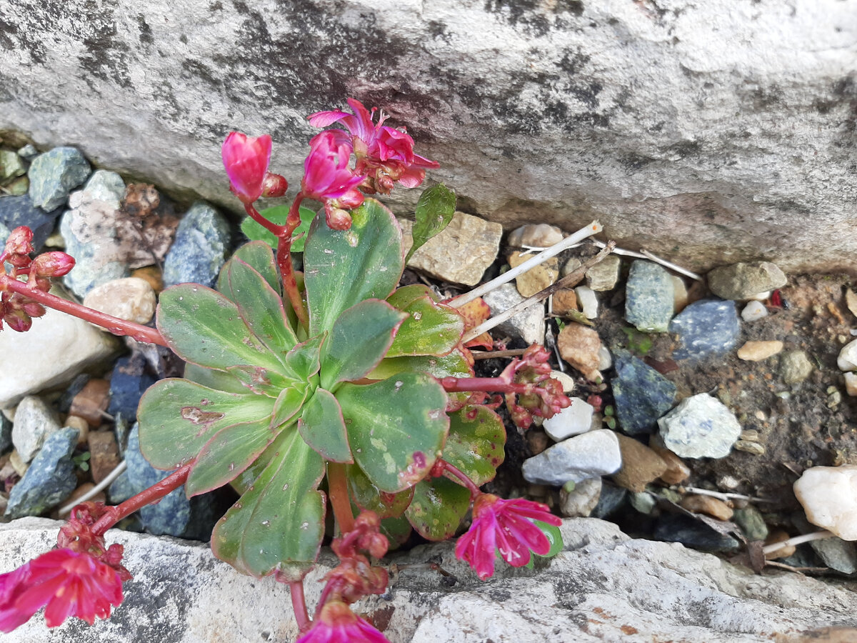 Левизия котиледон — L. cotyledon, Эти левизии котиледон пережили вторую зиму, фото автора  от 02.06.22