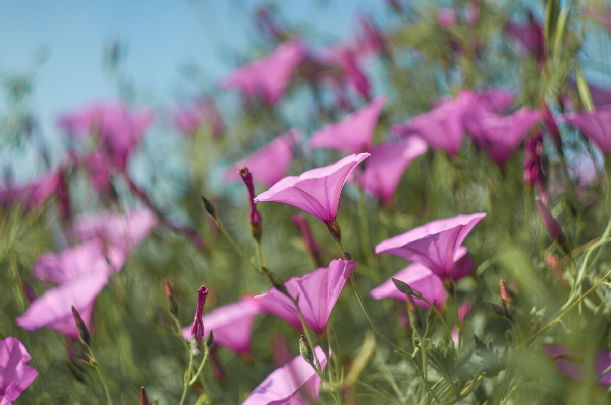 Nikon D7000+Helios-44M