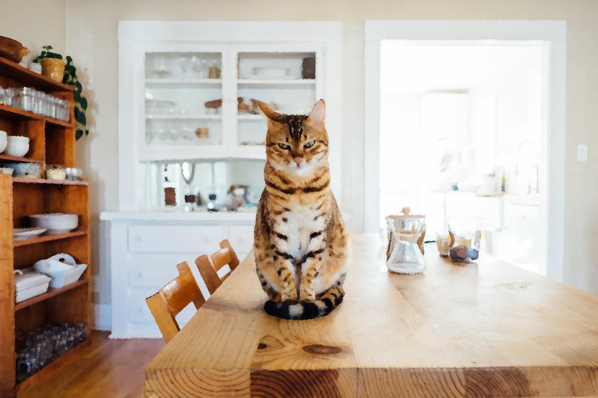 Любая кошка может научиться ходить в лоток