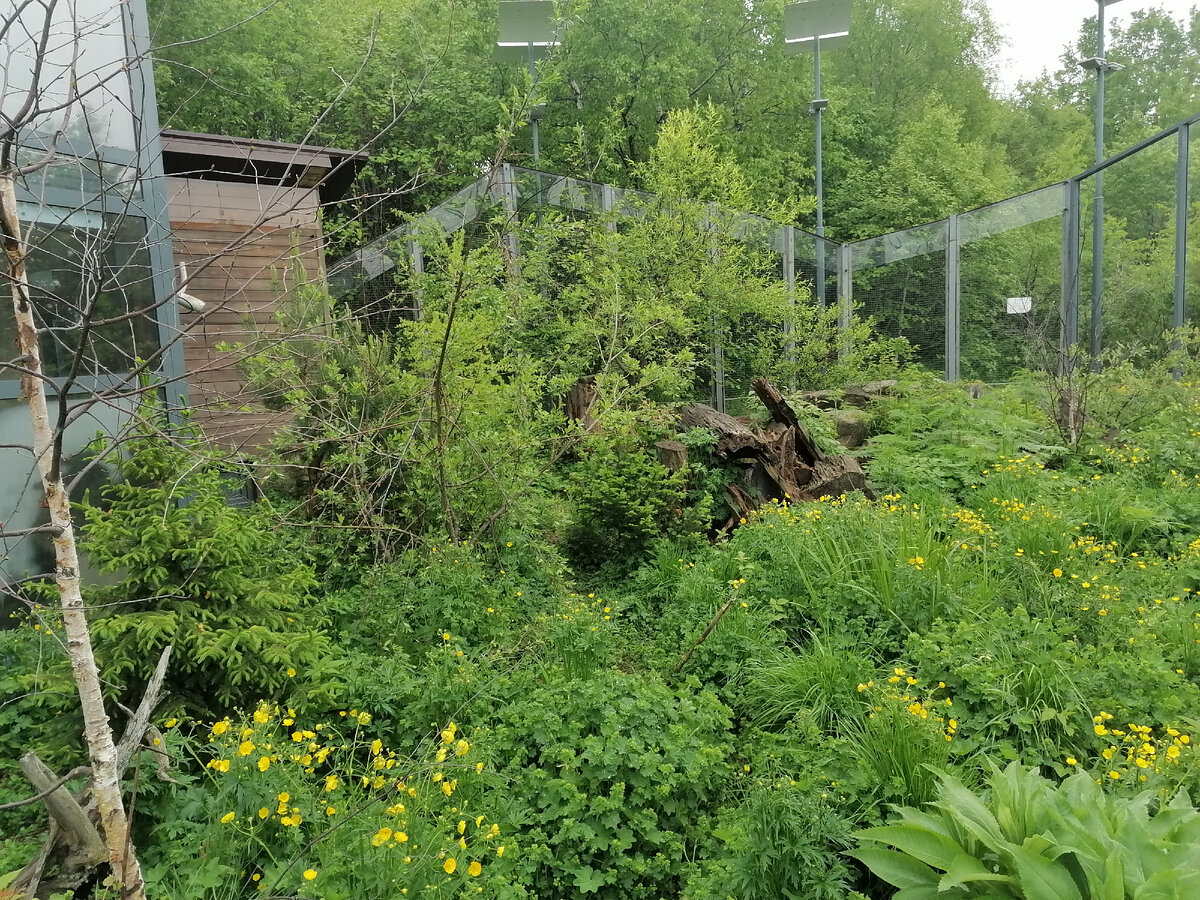 Видите соболя? Нет? А он есть!