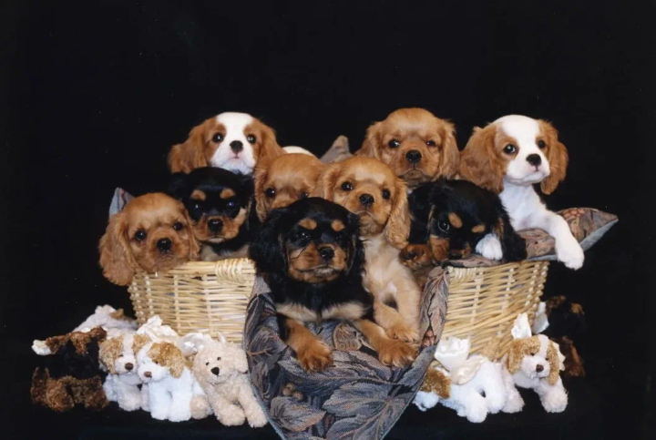 Как правило, щенки быстрее привыкают к новым условиям, чем взрослые собаки. Но помните, что щенок требует больше забот.