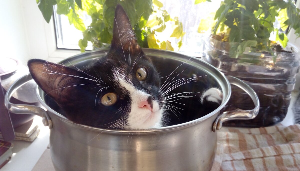 котики тоже управляются Луной))