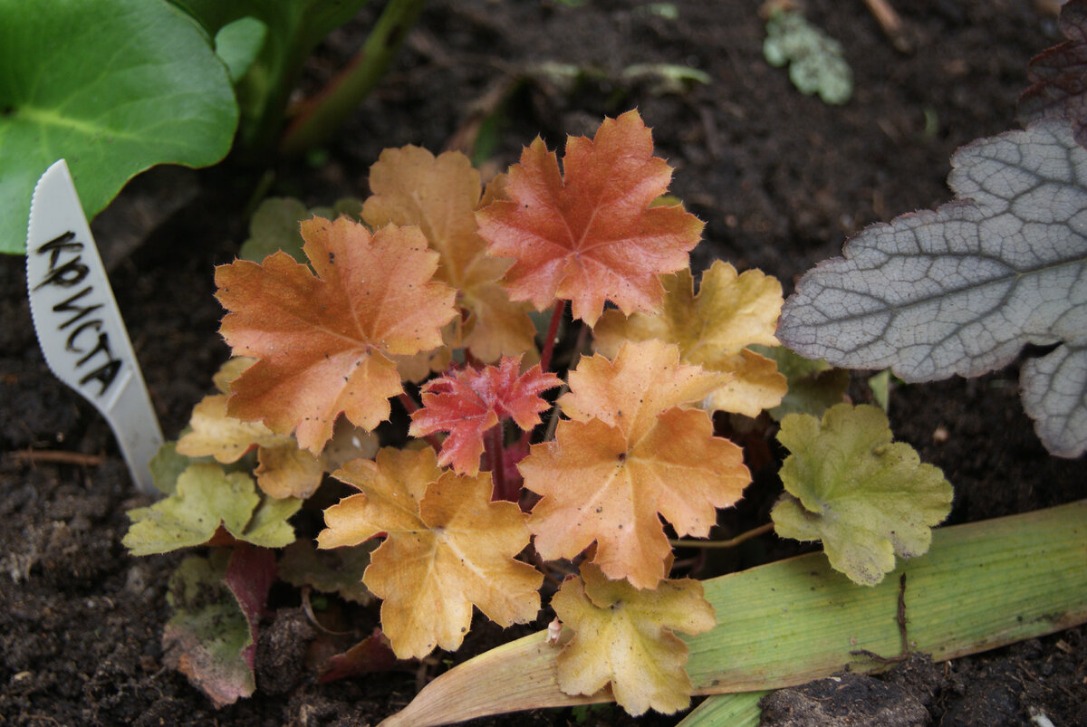 Гейхера Криста Christa