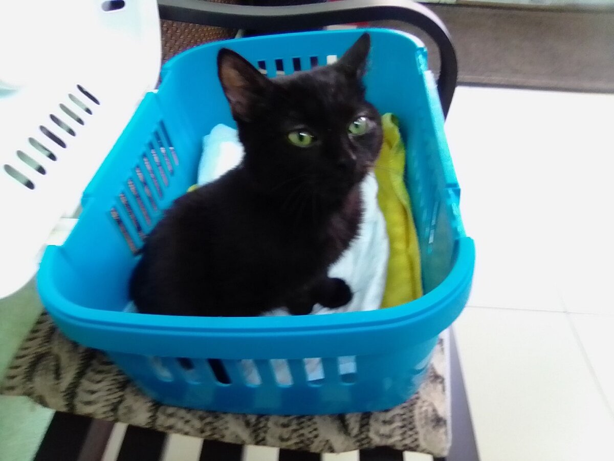 Барсик в ветклинике