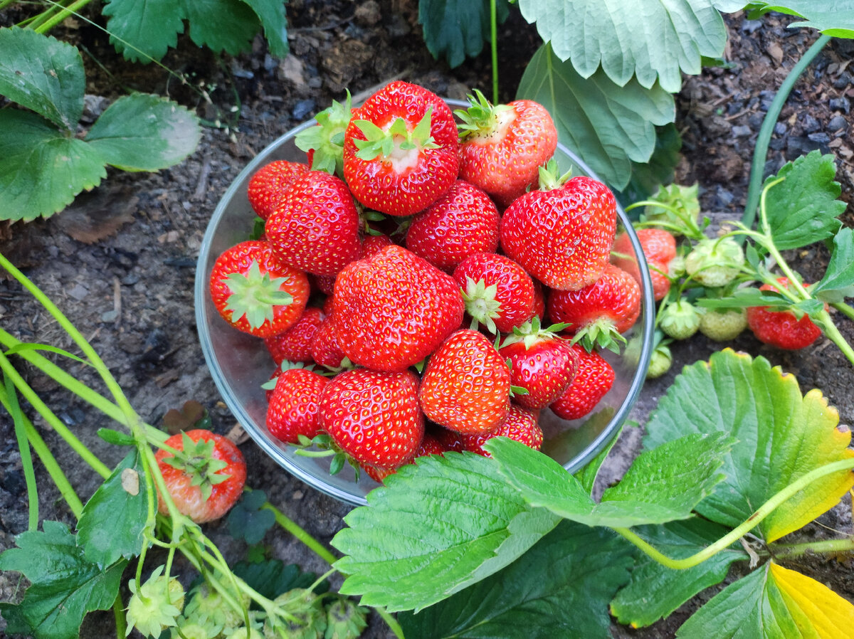 Расскажу, как я подкармливаю с весны. 🍓🍓🍓