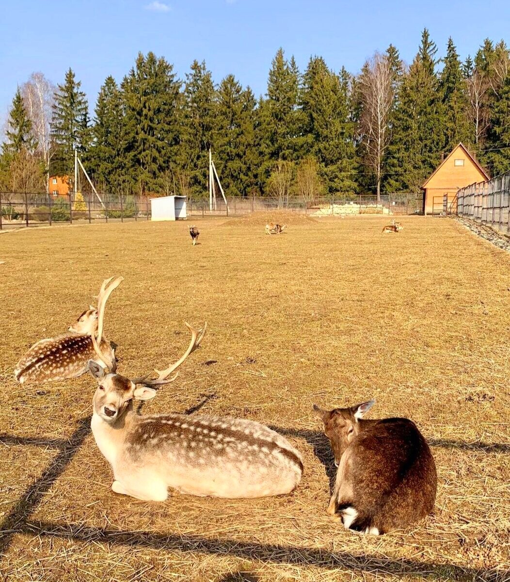 гостиница парка птиц