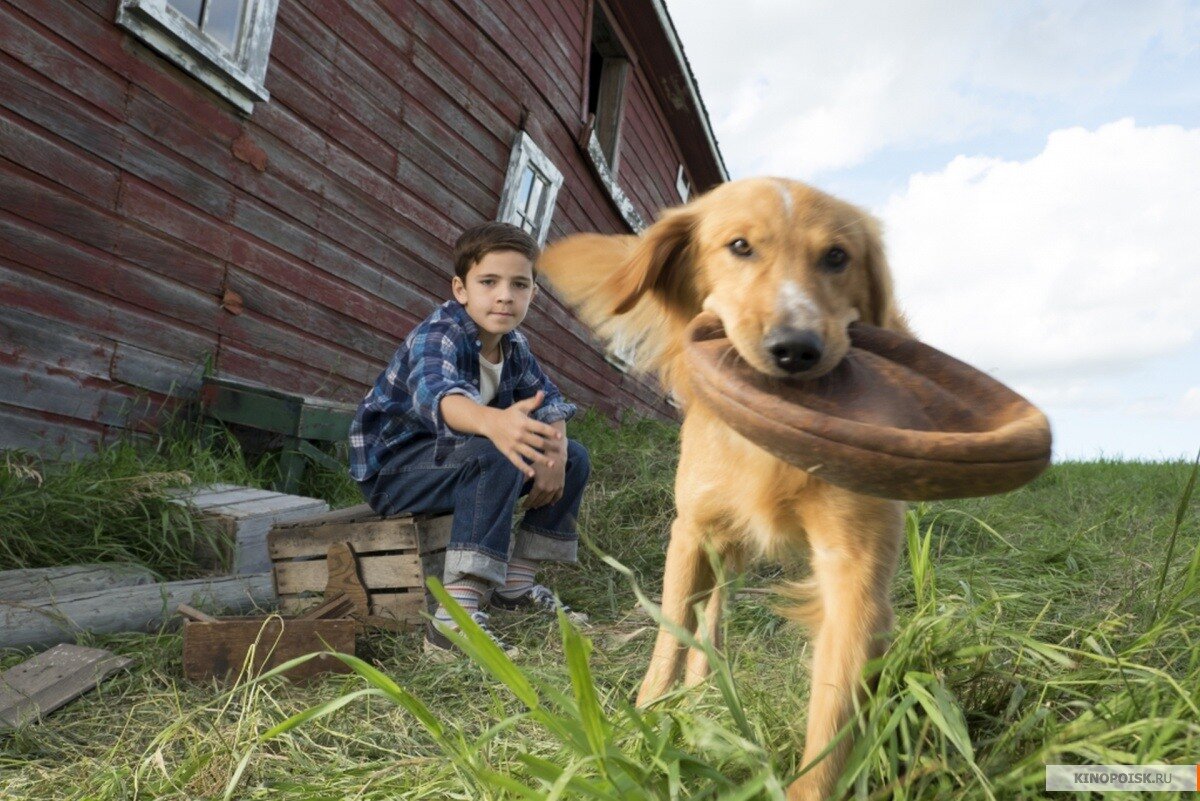 Жизнь щенят. Собачья жизнь бейли. Щенки и собаки. День из жизни собак. Щенки с мамой.