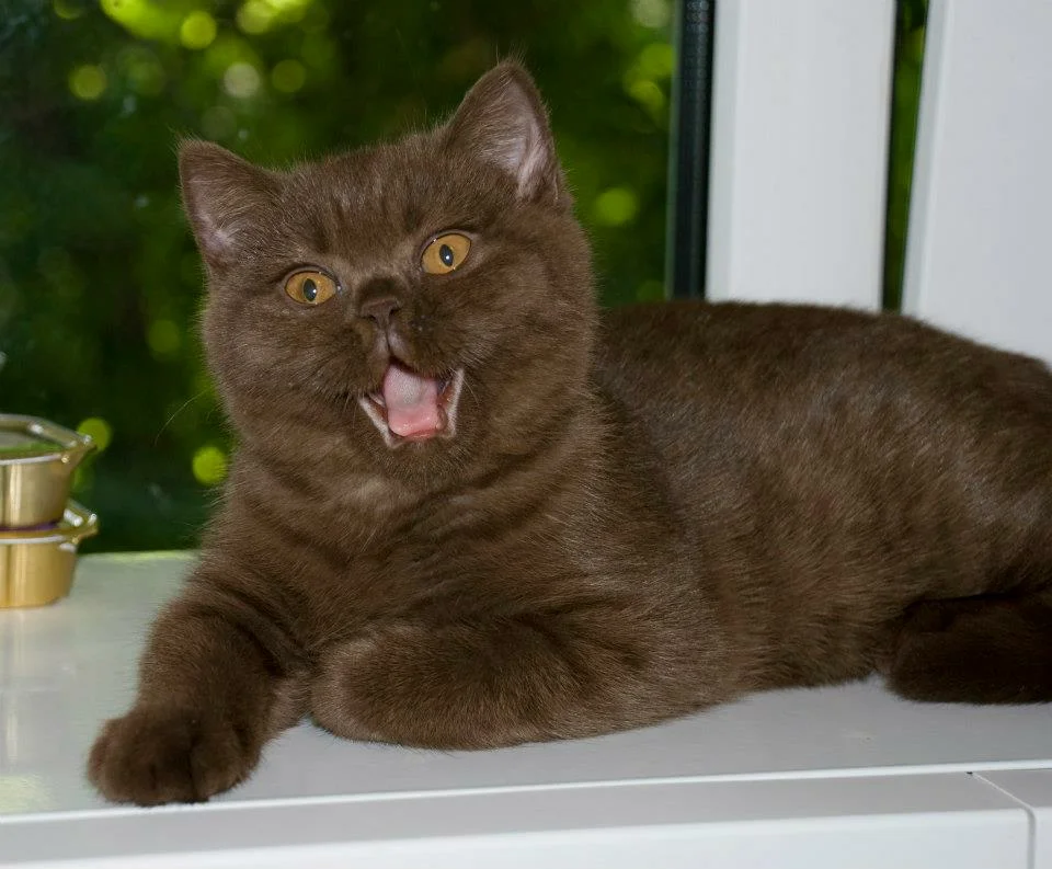 Шоколадная окраска кошек. Британская короткошёрстная кошка шоколад. Британская короткошёрстная кошка шоколадный окрас. Шотландский скоттиш страйт шоколадный. Шотландская прямоухая короткошерстная шоколадная.