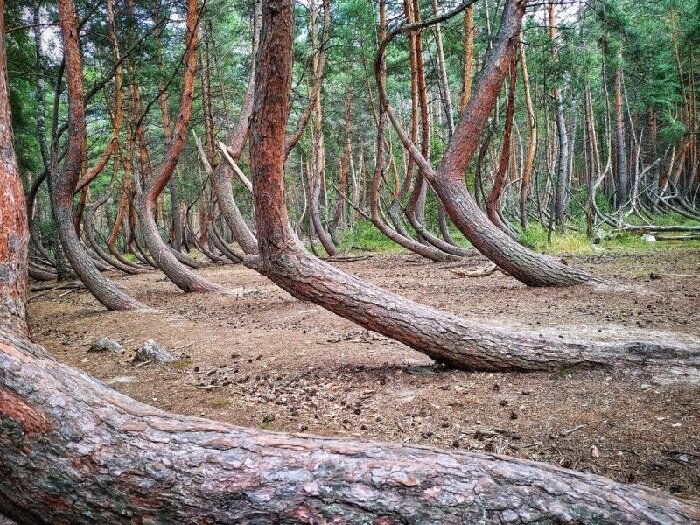 Фото Пьяный лес. Лес на берегу Оки.