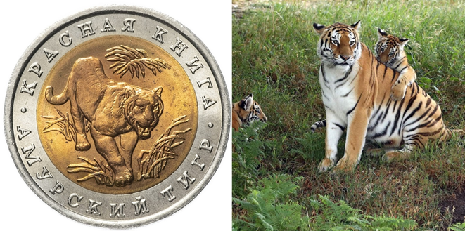 Рис.2. Реверс монеты «Амурский тигр» 1992 г. / Самка амурского тигра с детенышем
