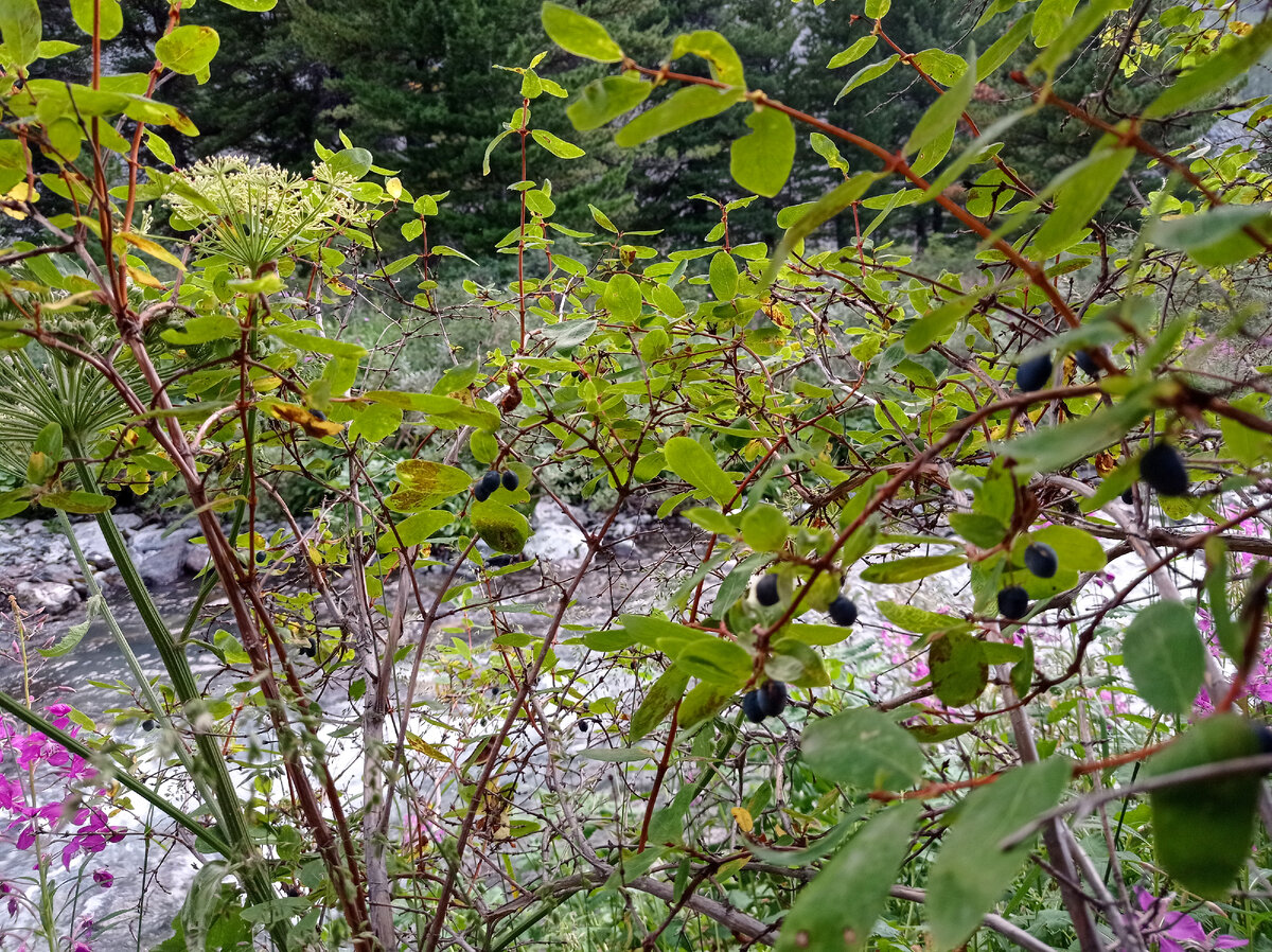 Жимолость. Это можно просто есть