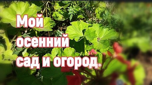 Мой осенний сад и огород. Сидераты, облепиха и бузина...