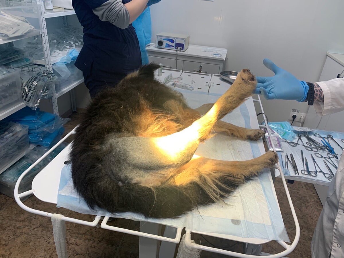 Джозефине ампутировали лапку