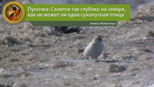 Пуночка: Снегири по сравнению с ними тропические пташки. Селится так глубоко на севере, как не может ни одна сухопутная птица | Видео 🎥