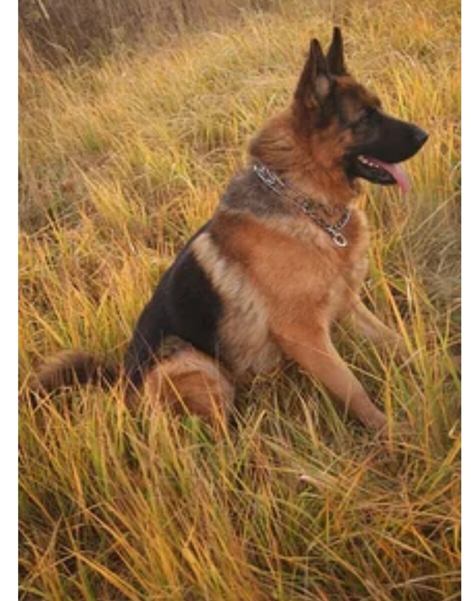 Чепрачный окрас .Немецкая овчарка.