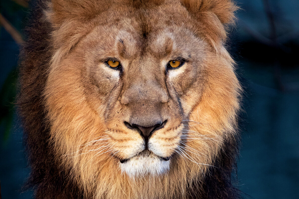 Рёв взрослого льва слышен на расстоянии 4-8 километров!