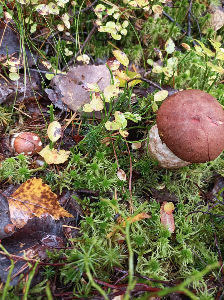 Подосиновики