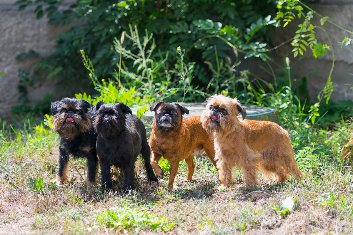 слева направо: Бельгийские гриффоны, малый брабансон, брюссельский гриффон. Тося, Кира, Чипса и Феникс. Собаки питомника Фанагория.