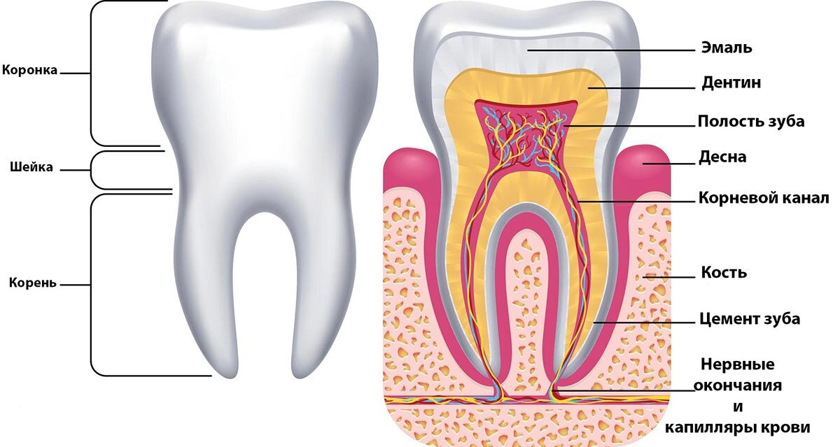 Части зуба человека схема